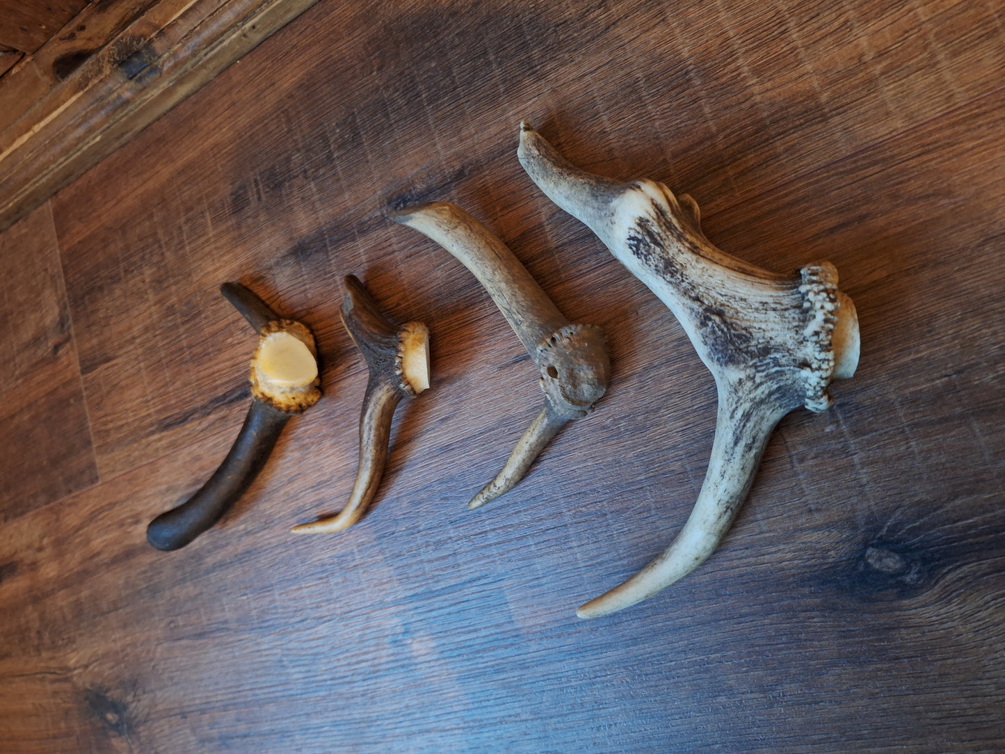 Set of 4 antler pieces