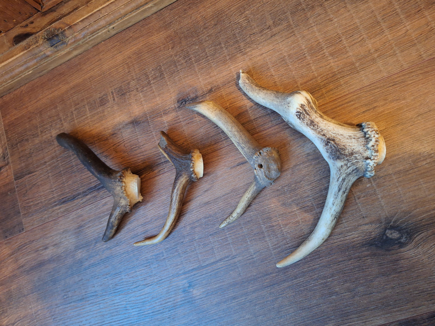 Set of 4 antler pieces