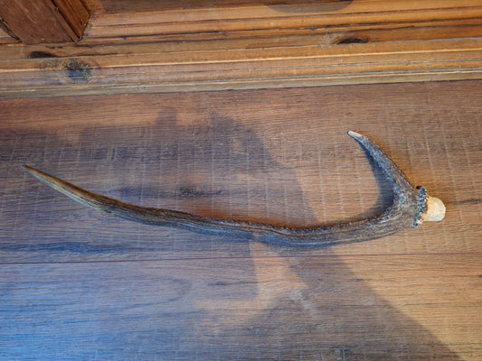 Red deer antler, single #3