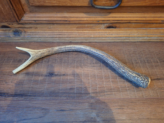 Red deer antler, single #2