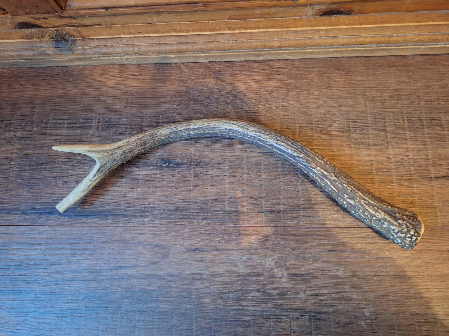 Red deer antler, single #2