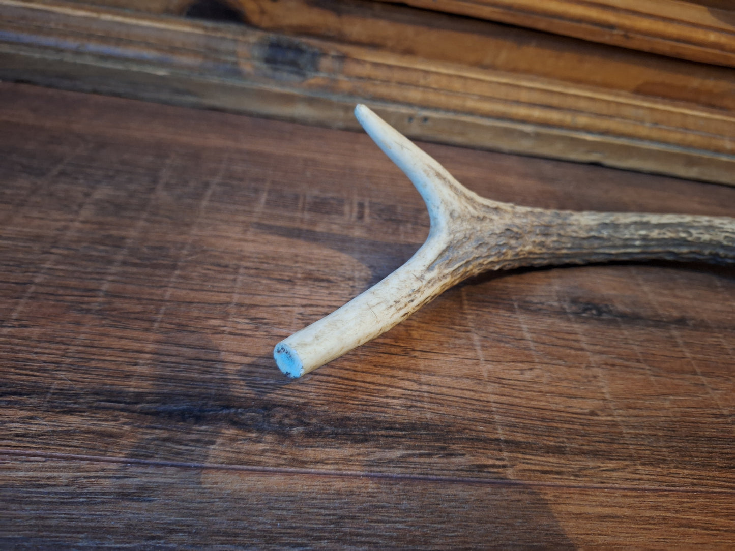 Red deer antler, single #2