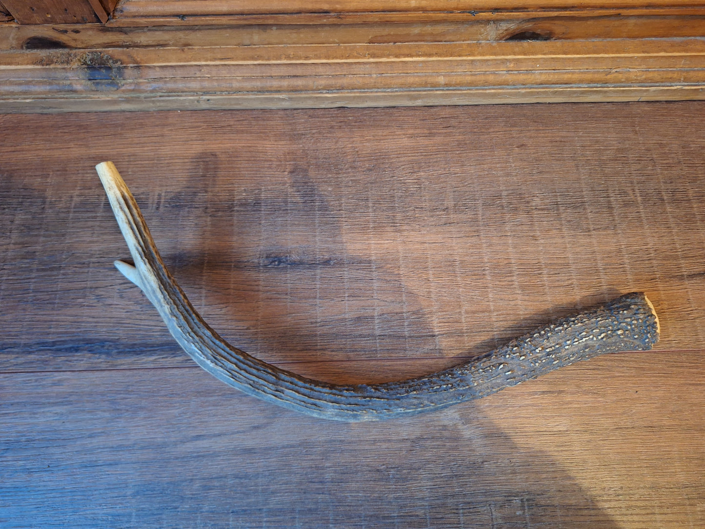 Red deer antler, single #2