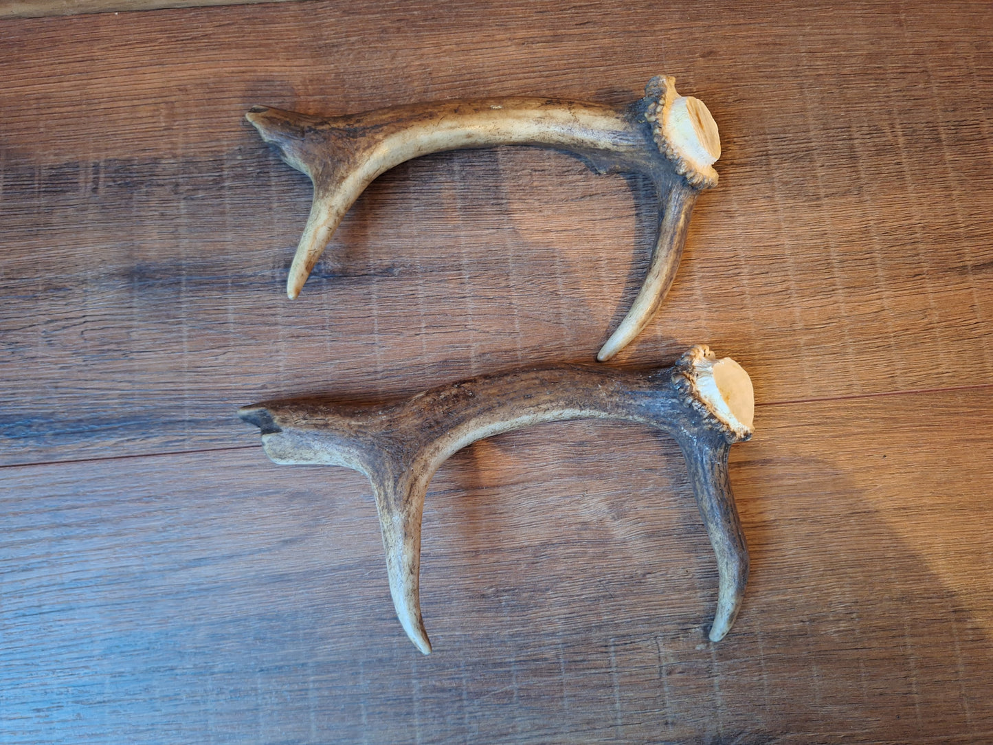 Fallow deer antlers, set of two #11