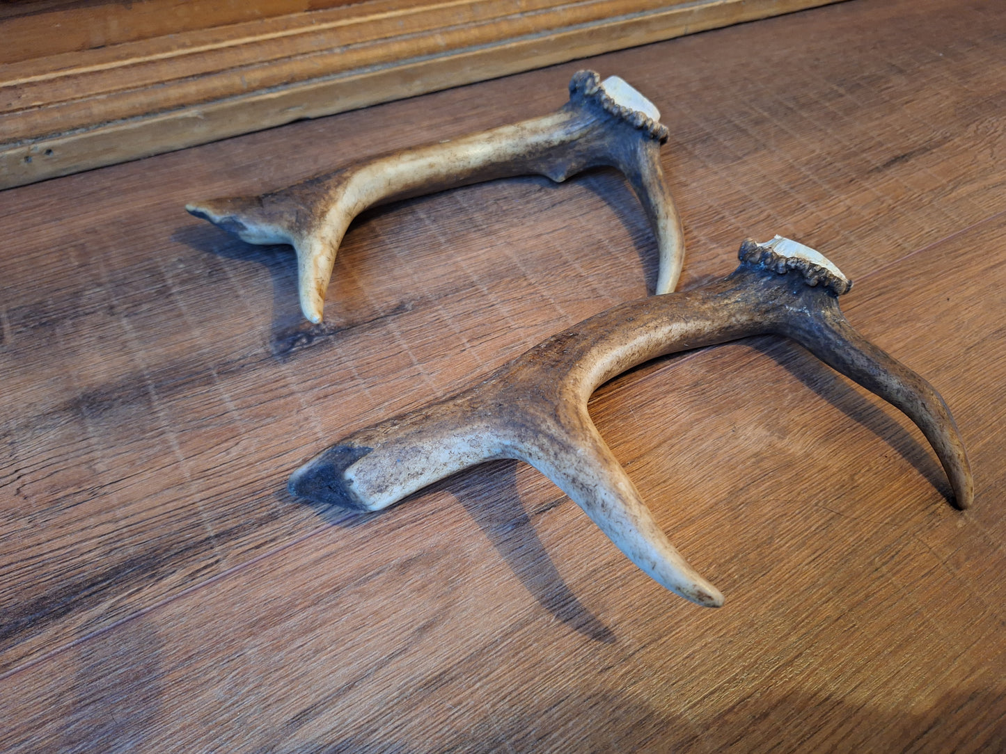 Fallow deer antlers, set of two #11