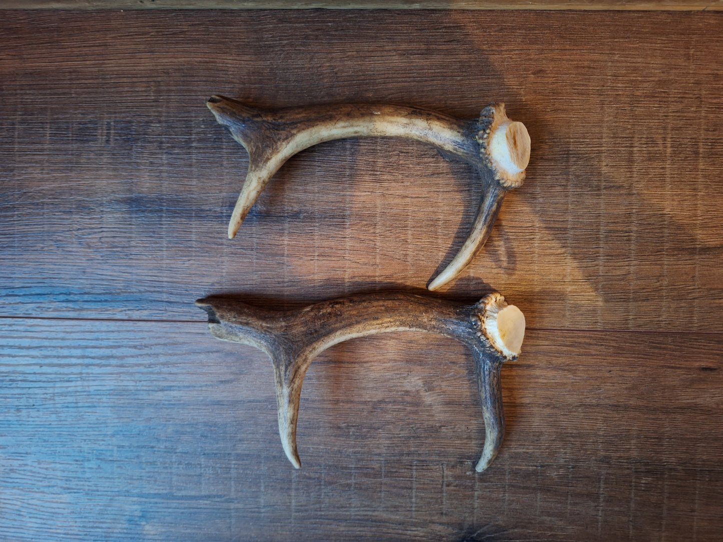 Fallow deer antlers, set of two #11