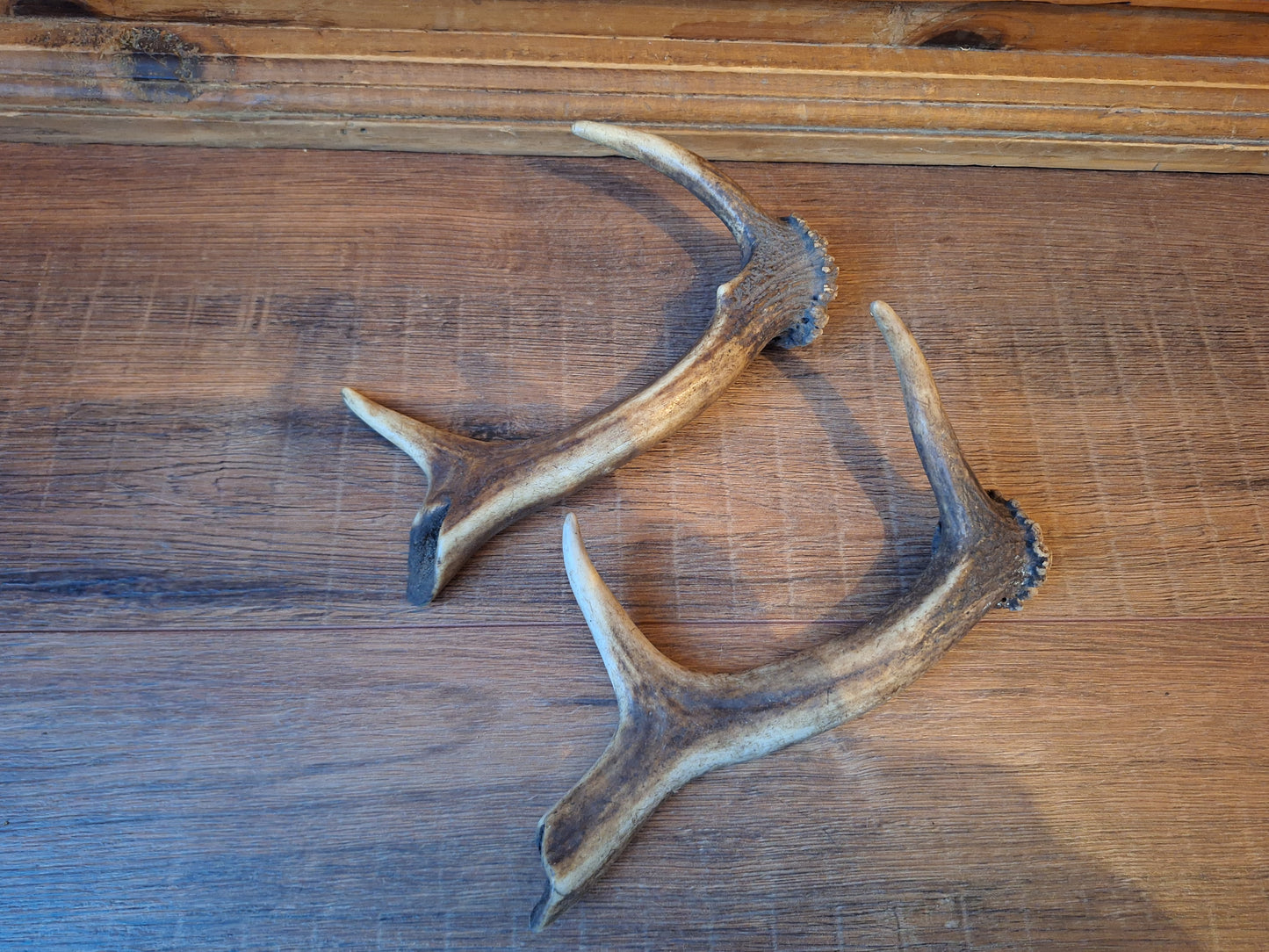 Fallow deer antlers, set of two #11