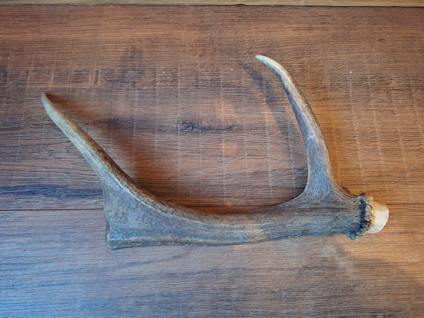 Fallow deer antler, single #11