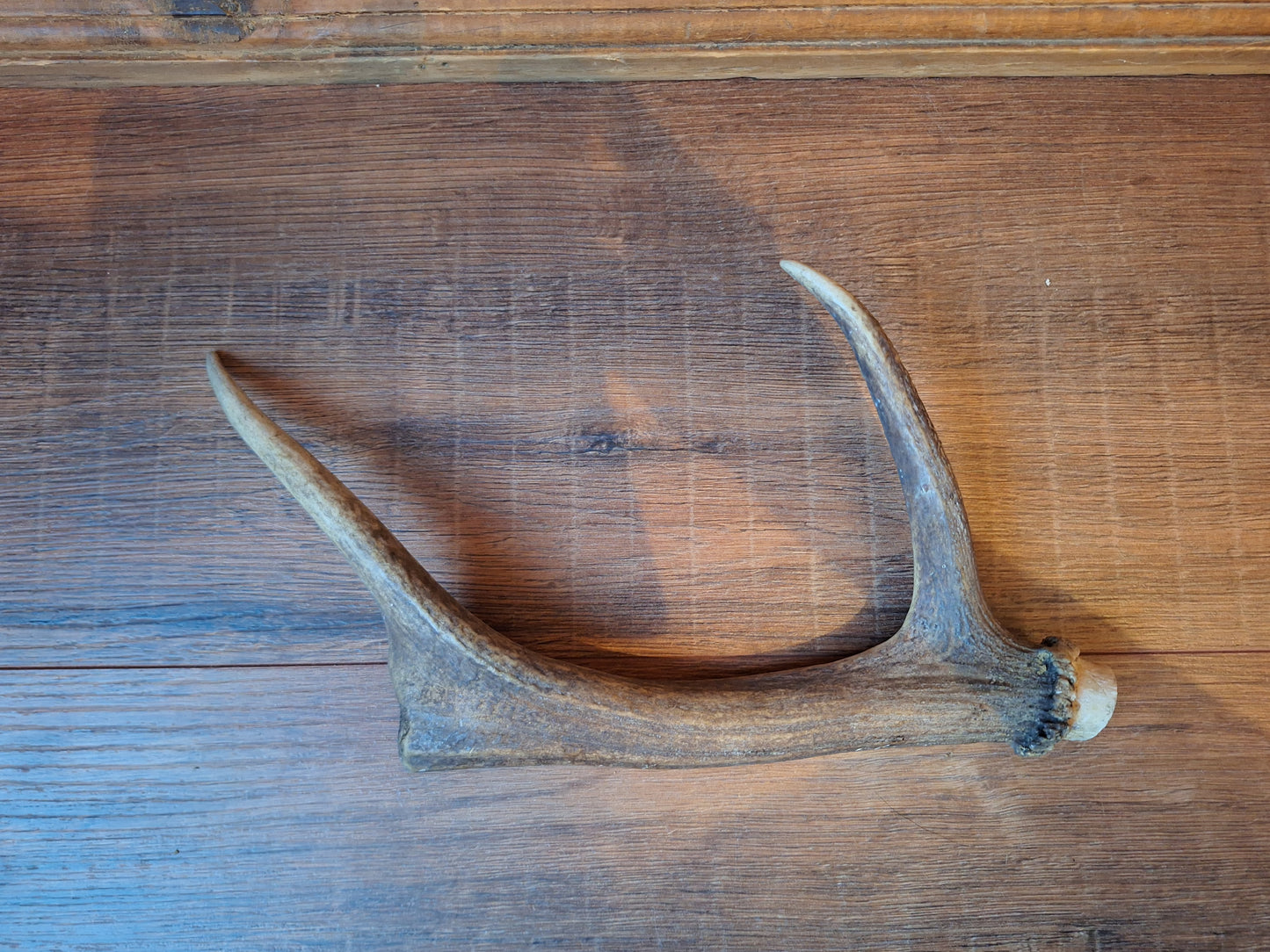 Fallow deer antler, single #11