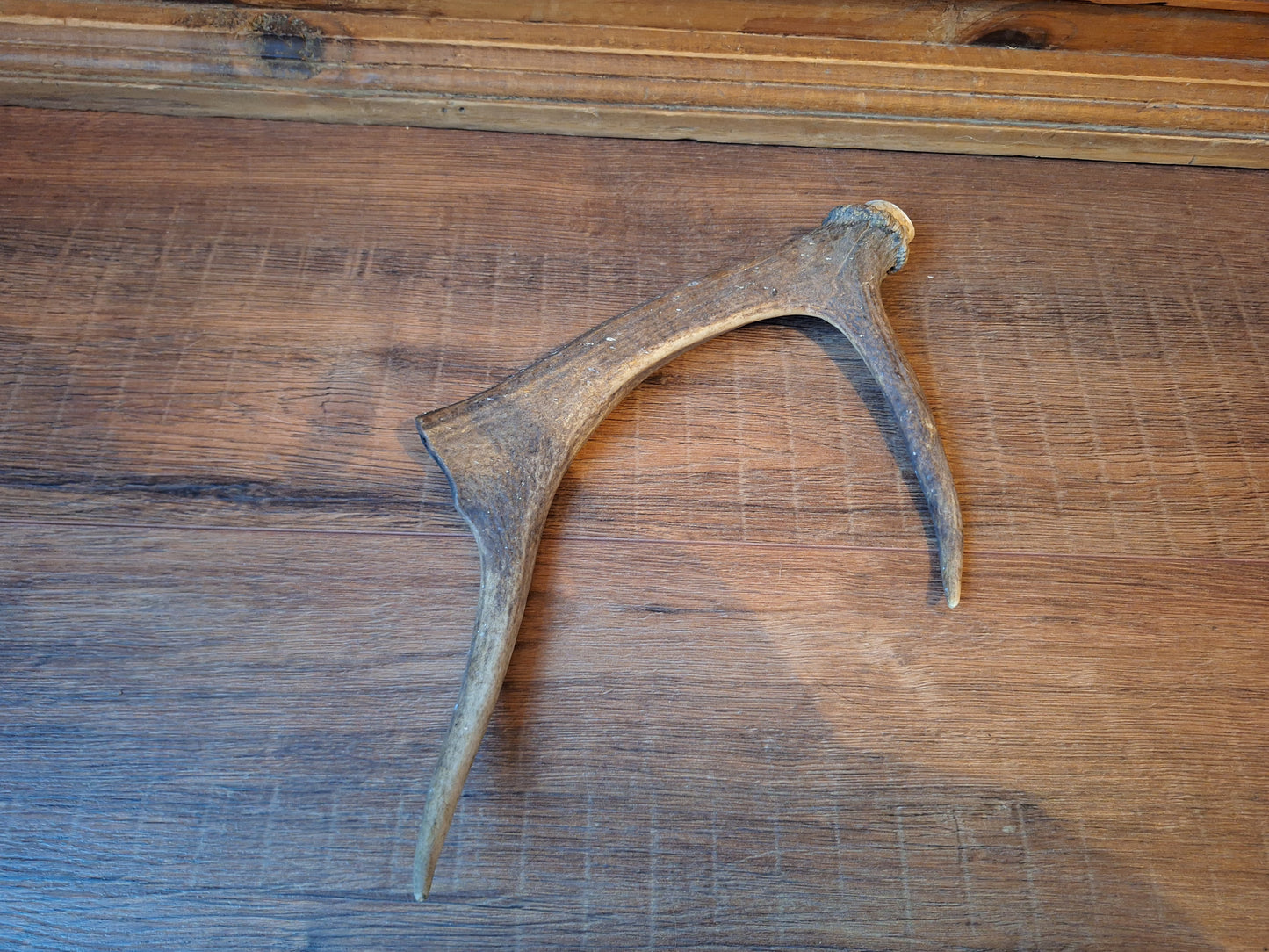 Fallow deer antler, single #11