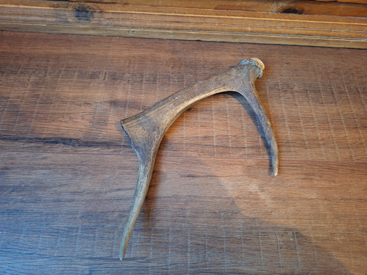 Fallow deer antler, single #11