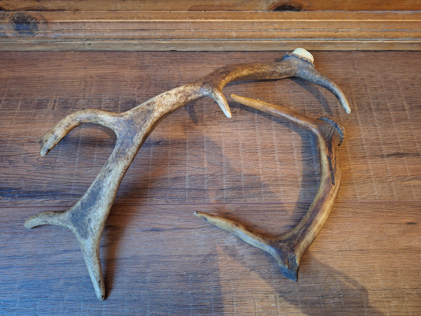 Fallow deer antlers, set of two #9