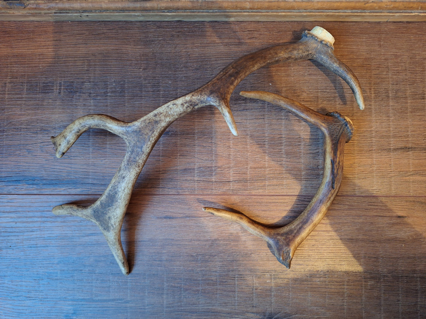 Fallow deer antlers, set of two #9