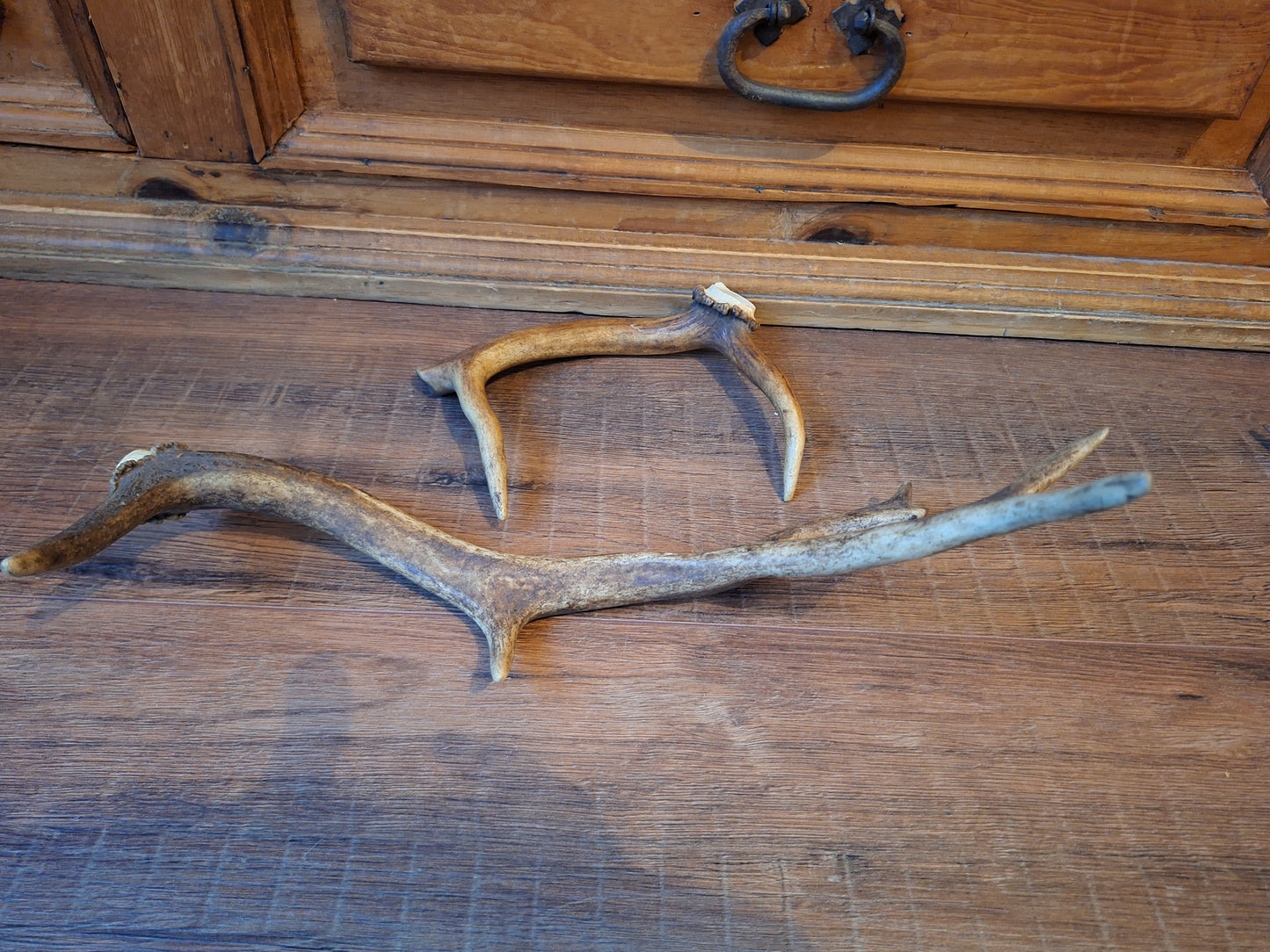 Fallow deer antlers, set of two #9