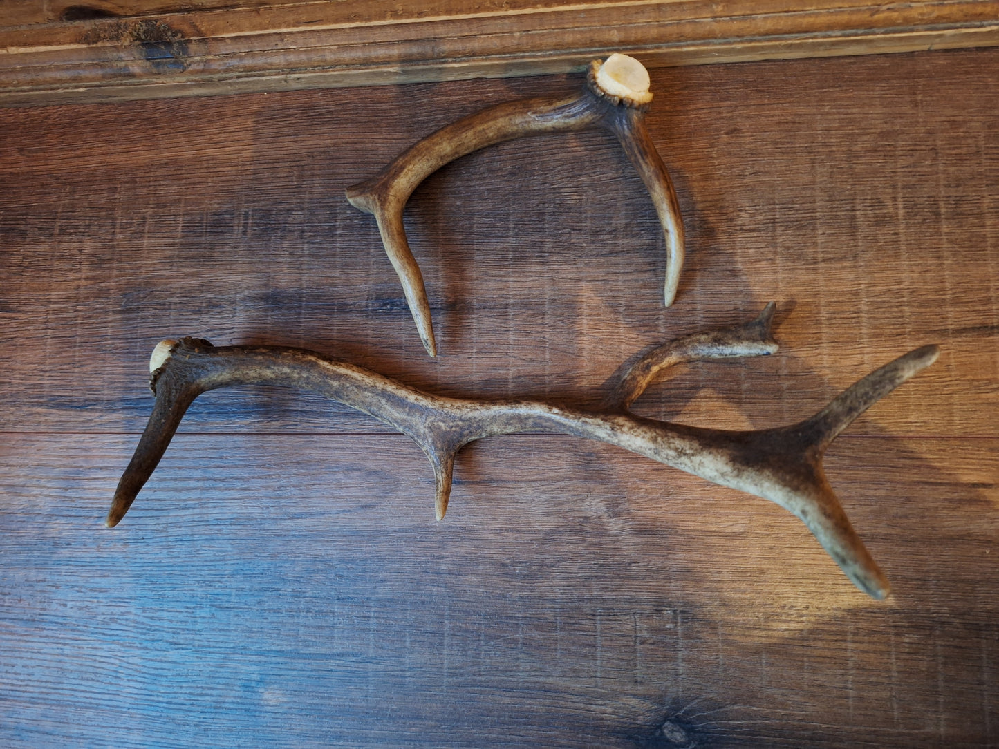 Fallow deer antlers, set of two #9