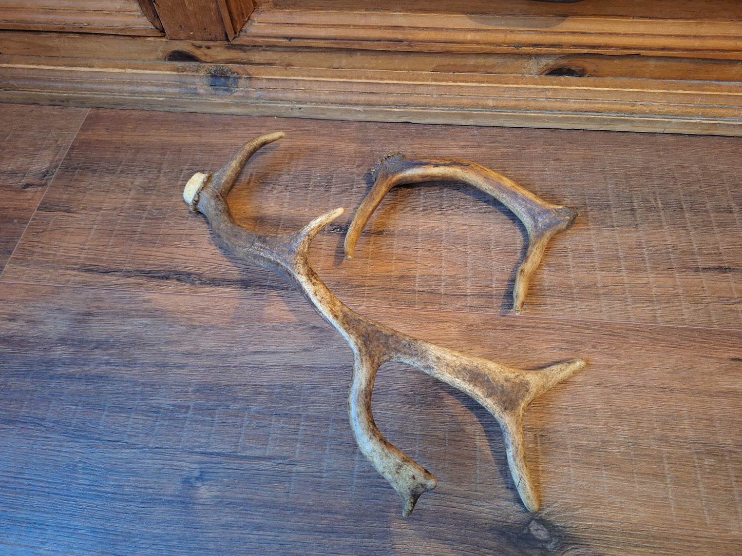 Fallow deer antlers, set of two #9