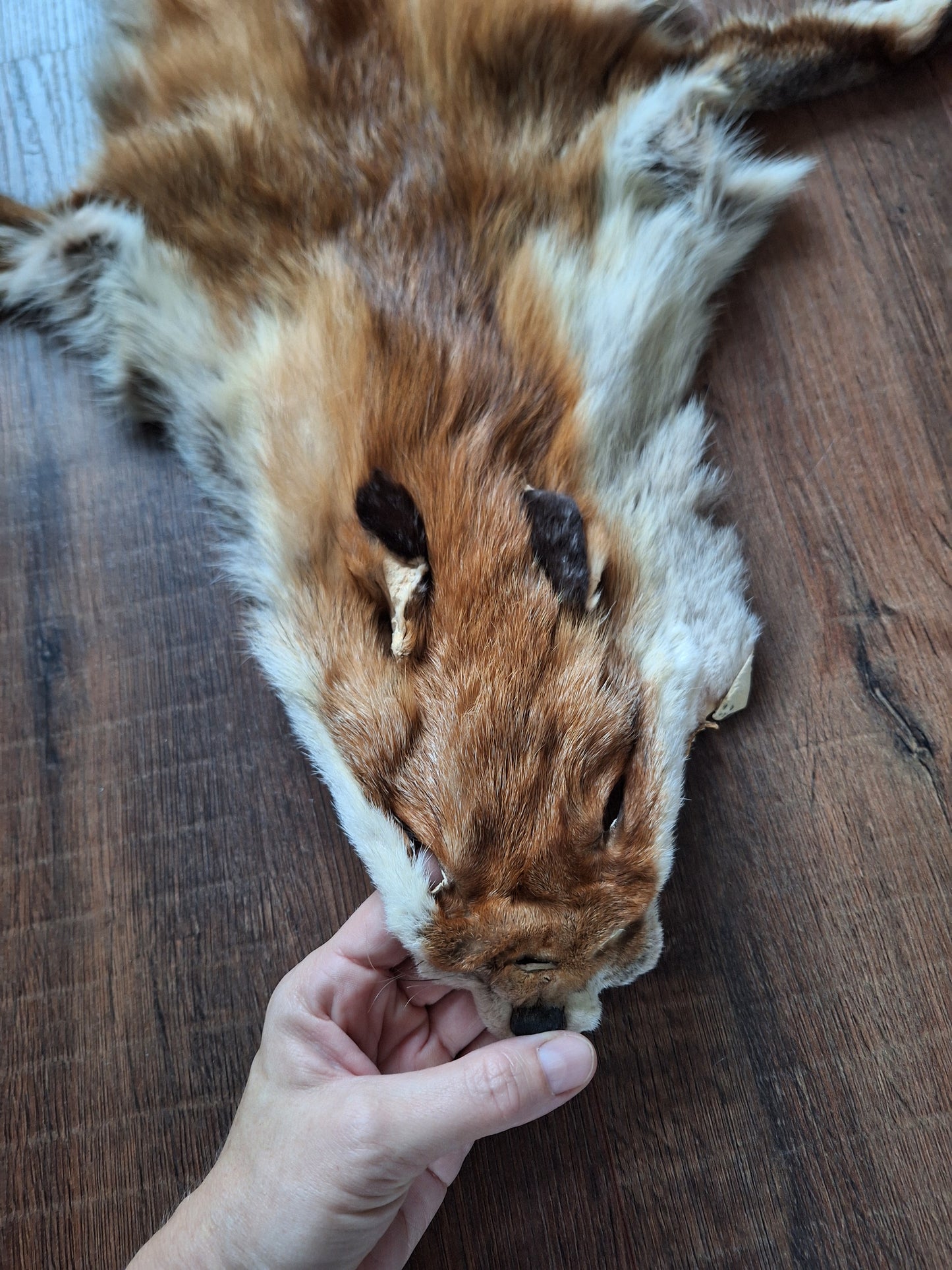 Red fox hide #16