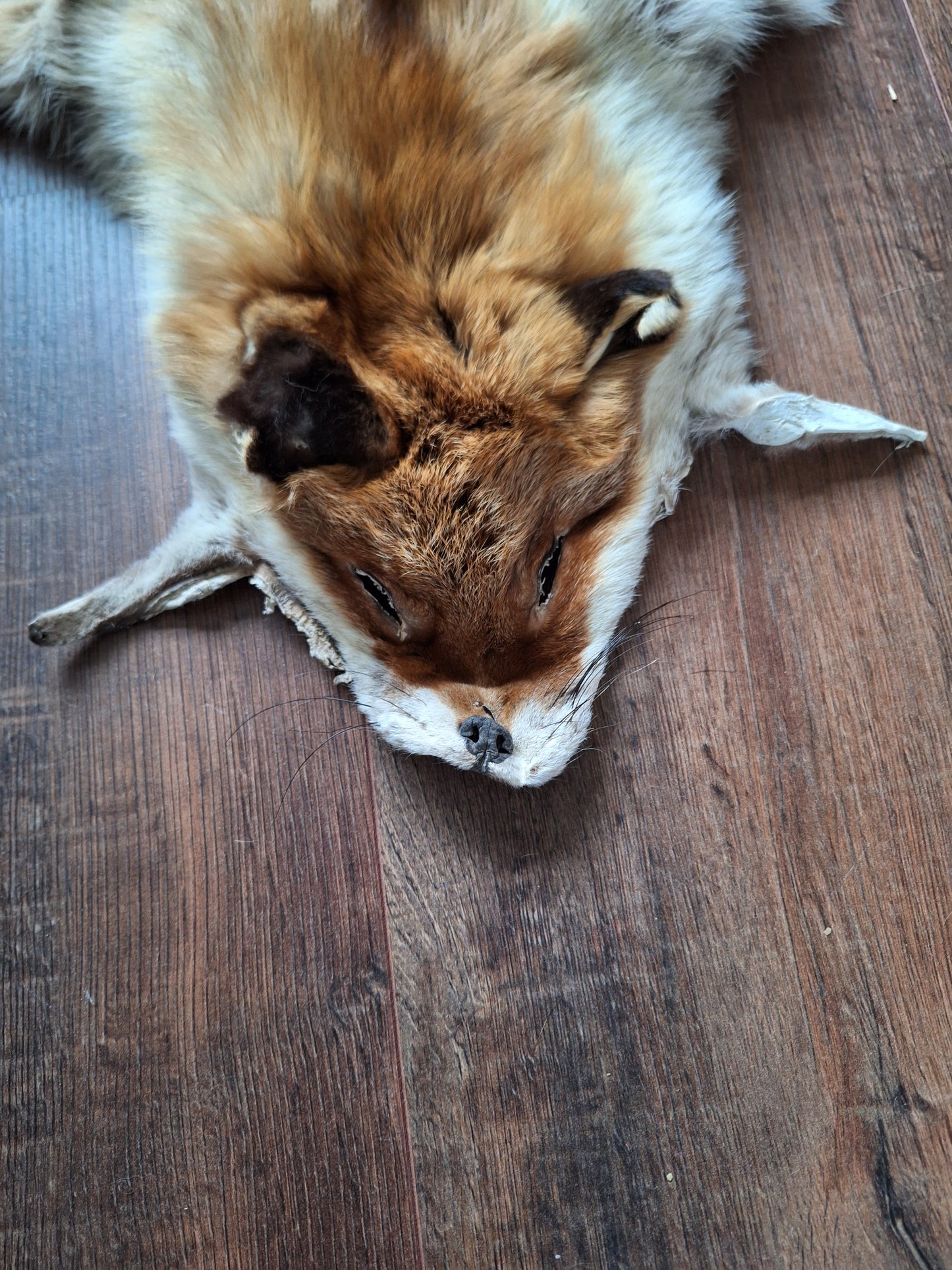 Red fox hide #17