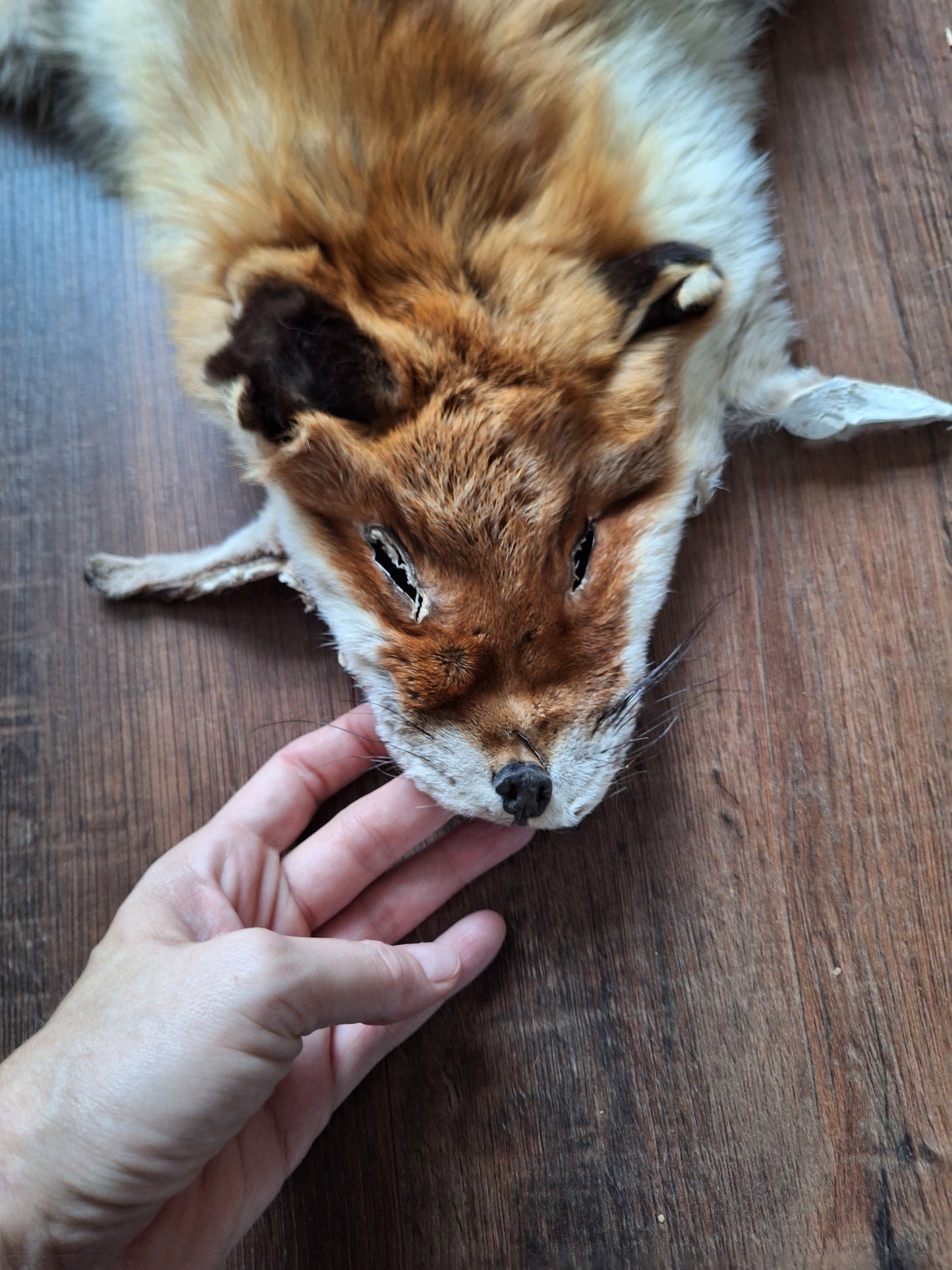 Red fox hide #17