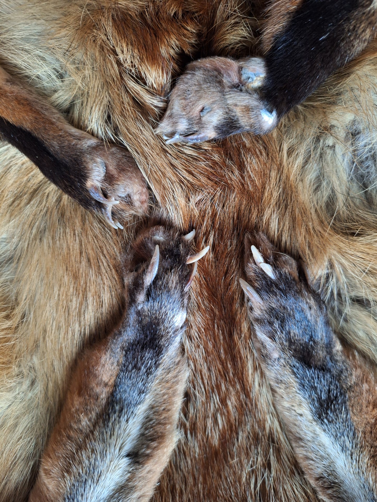 Red fox hide #17