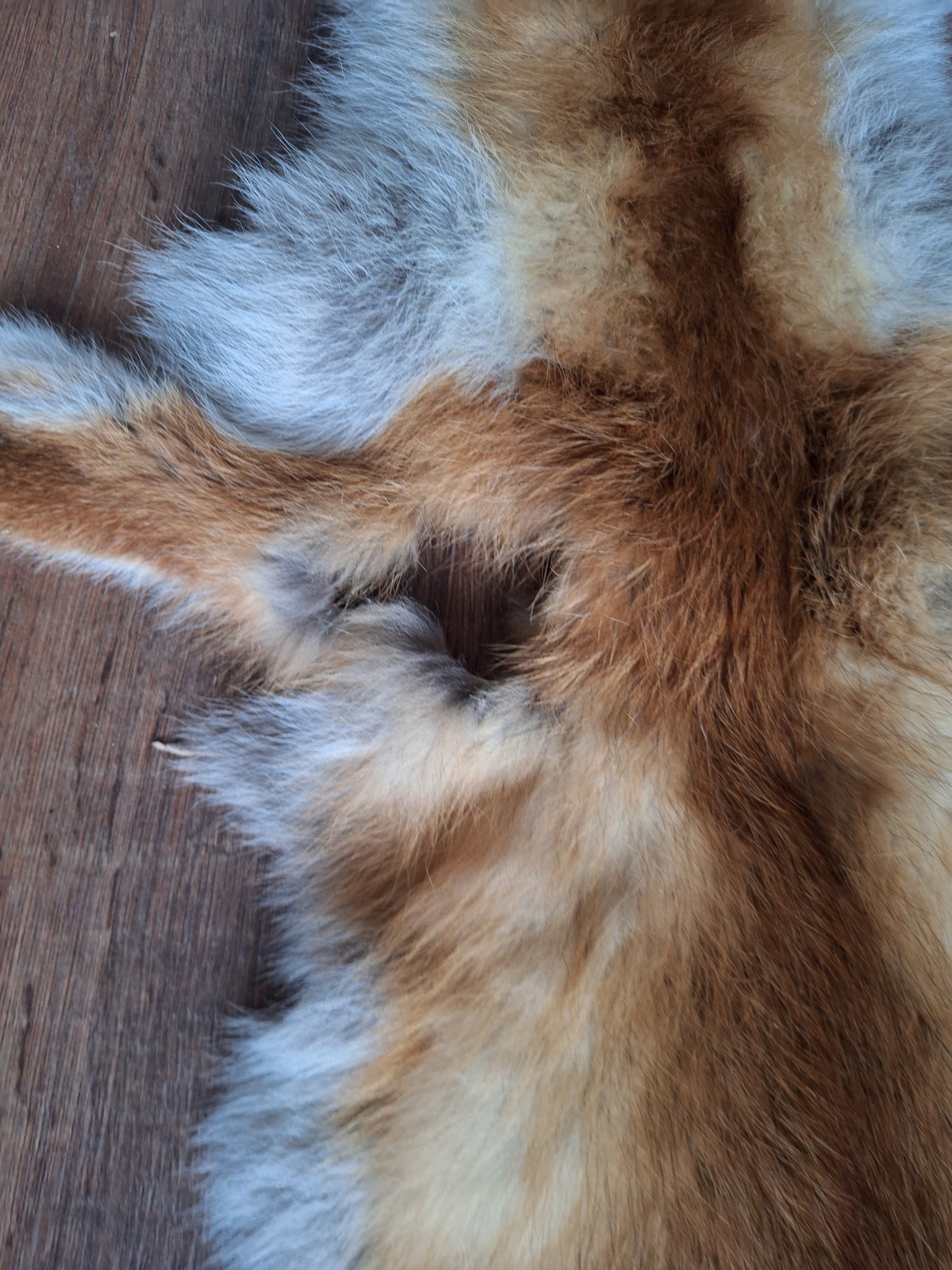 Red fox hide #18