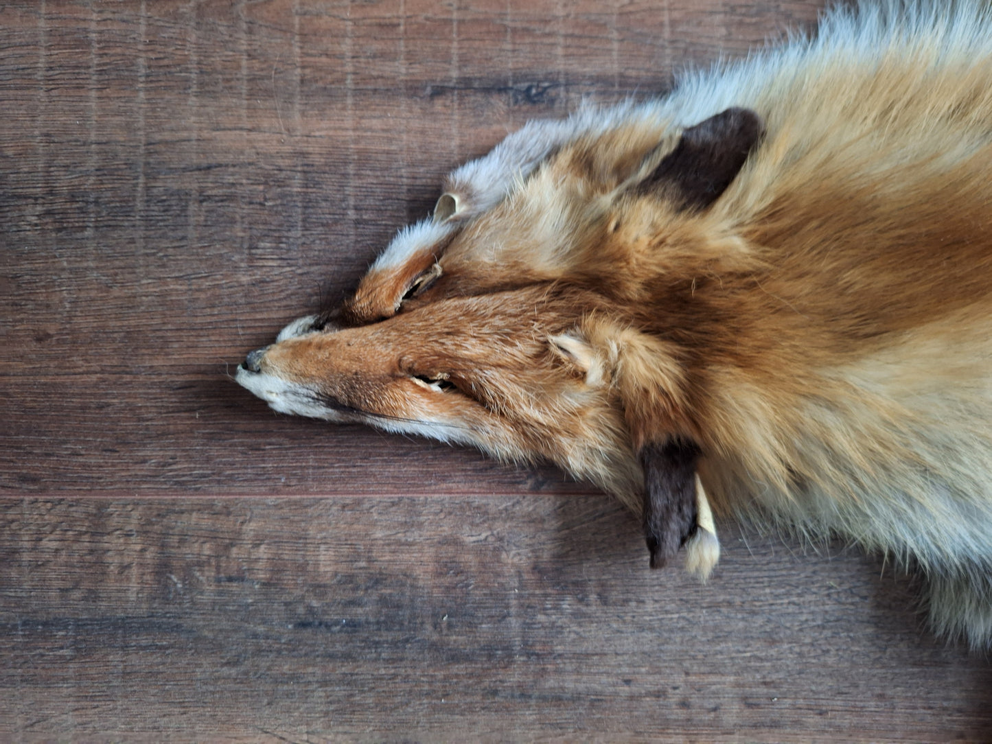 Red fox hide #19