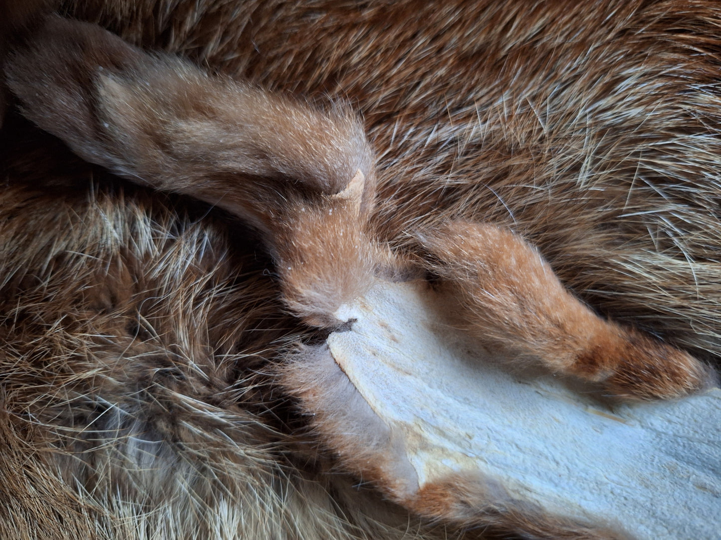 Red fox hide #19