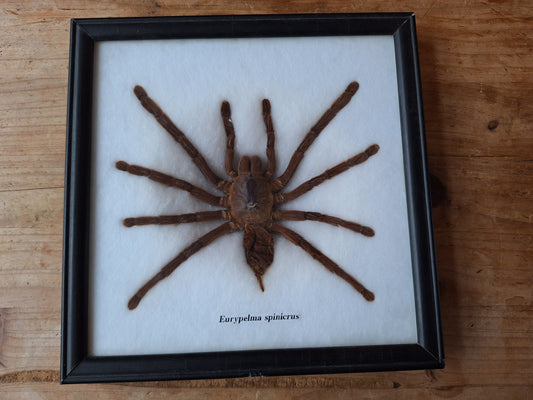 Tarantula taxidermy, framed