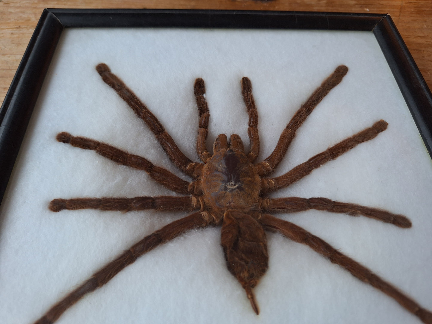 Tarantula taxidermy, framed