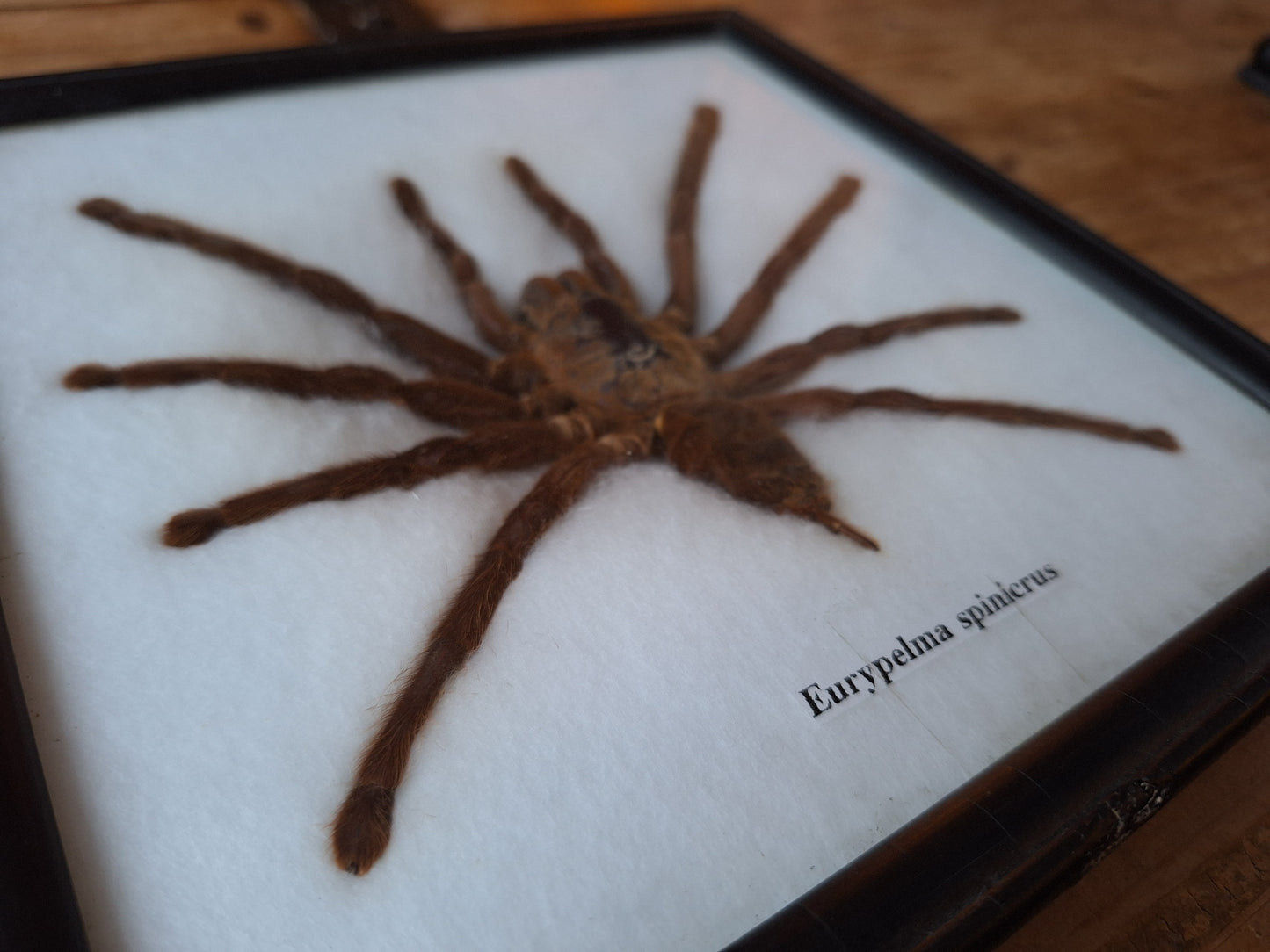 Tarantula taxidermy, framed