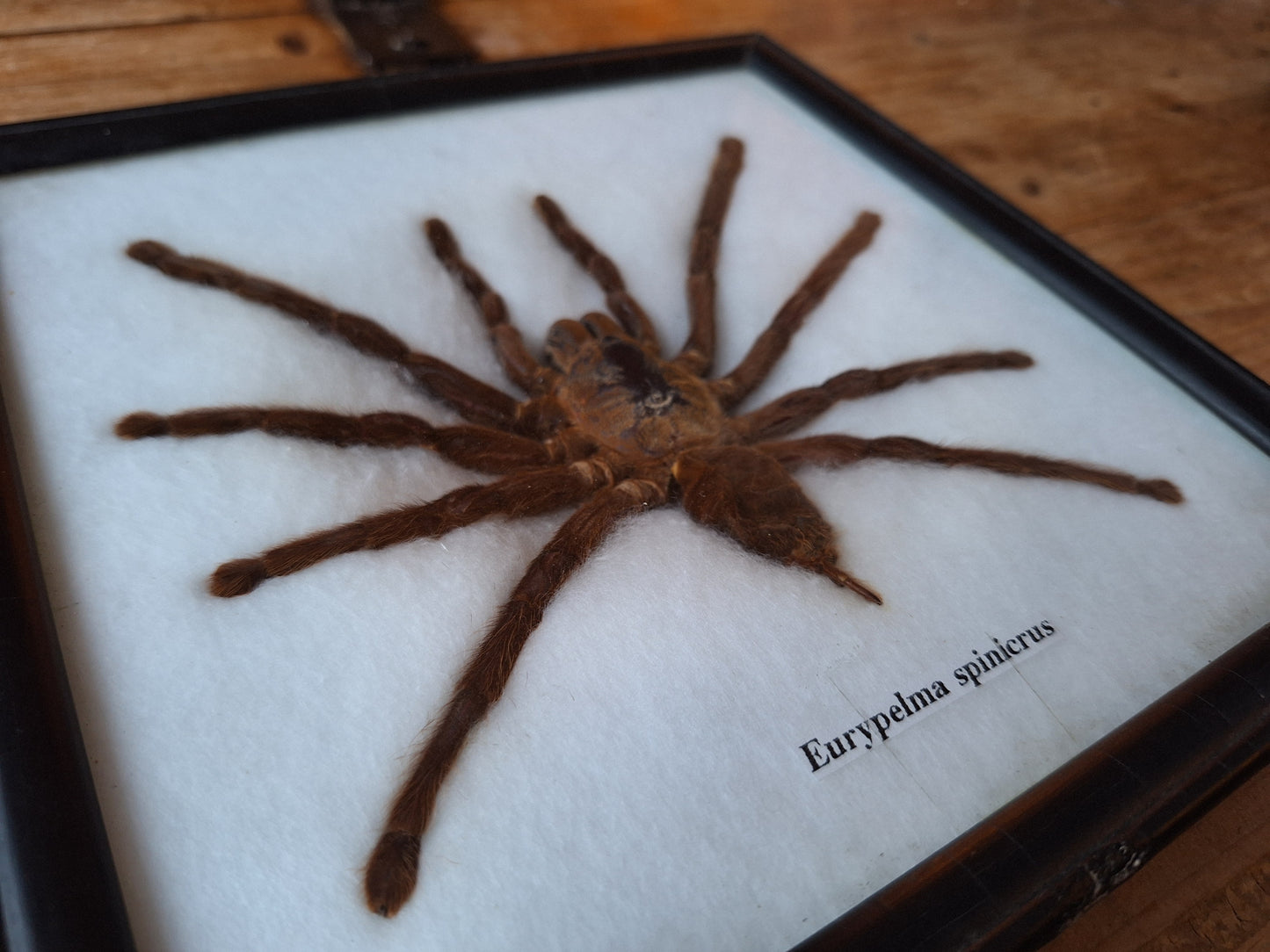 Tarantula taxidermy, framed