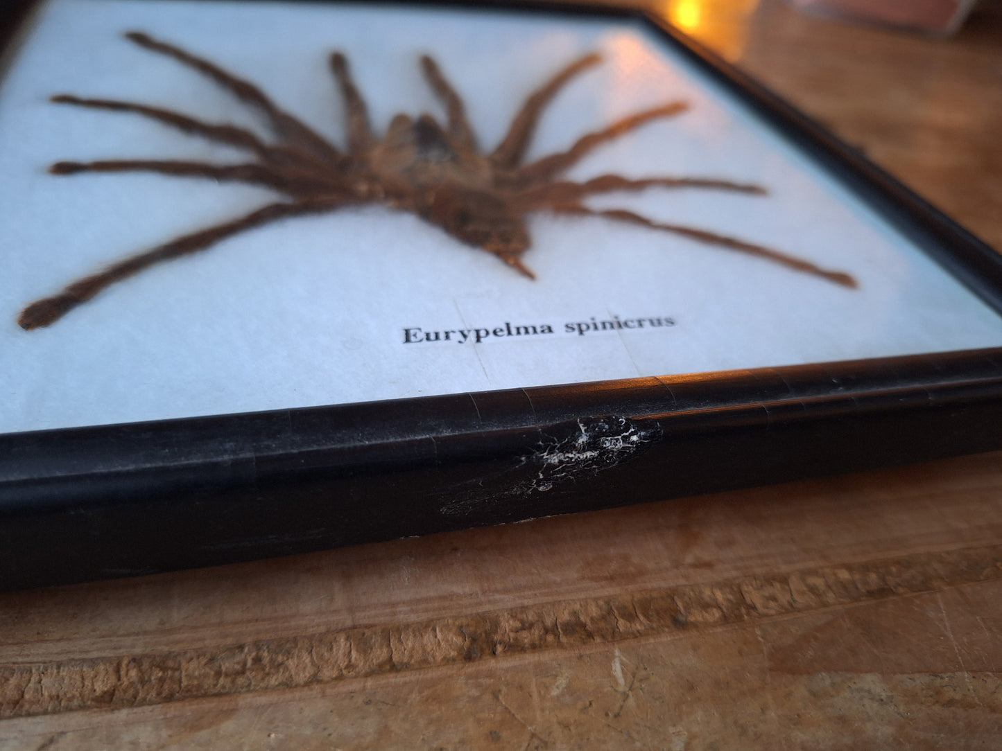 Tarantula taxidermy, framed