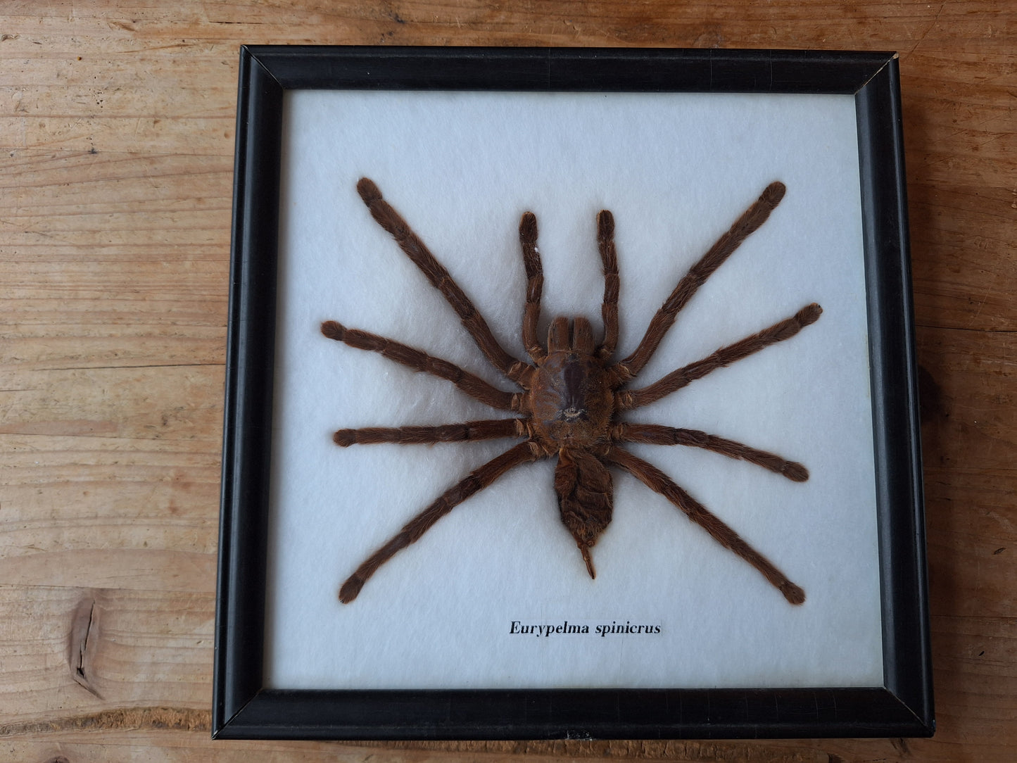 Tarantula taxidermy, framed