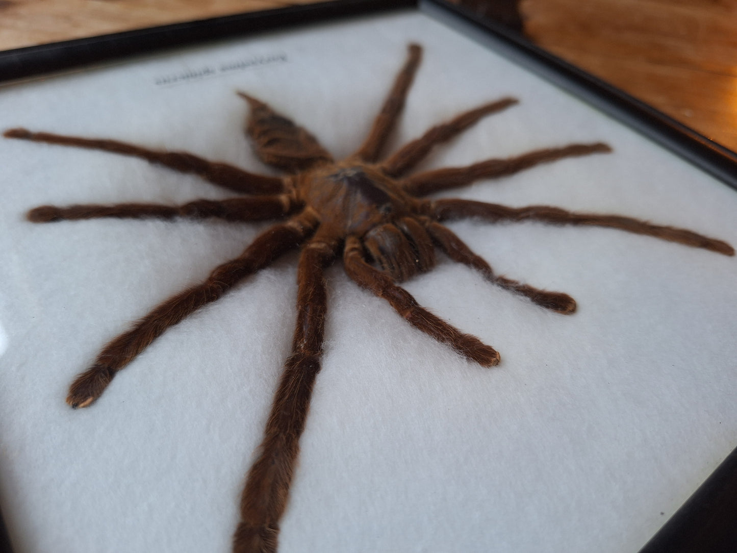 Tarantula taxidermy, framed