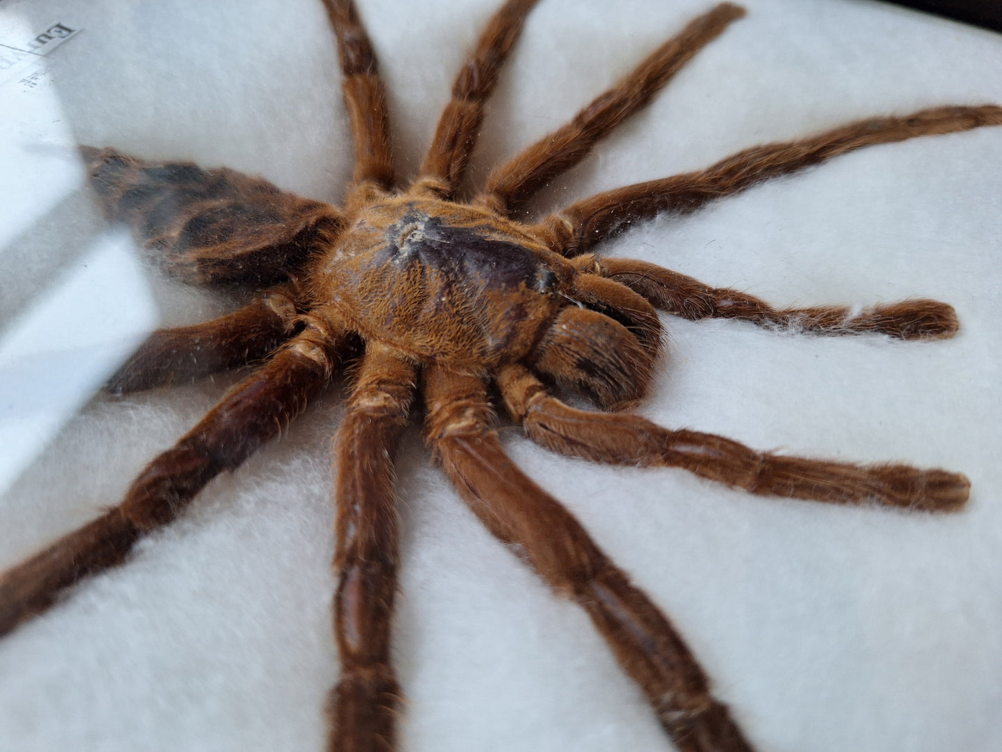 Tarantula taxidermy, framed