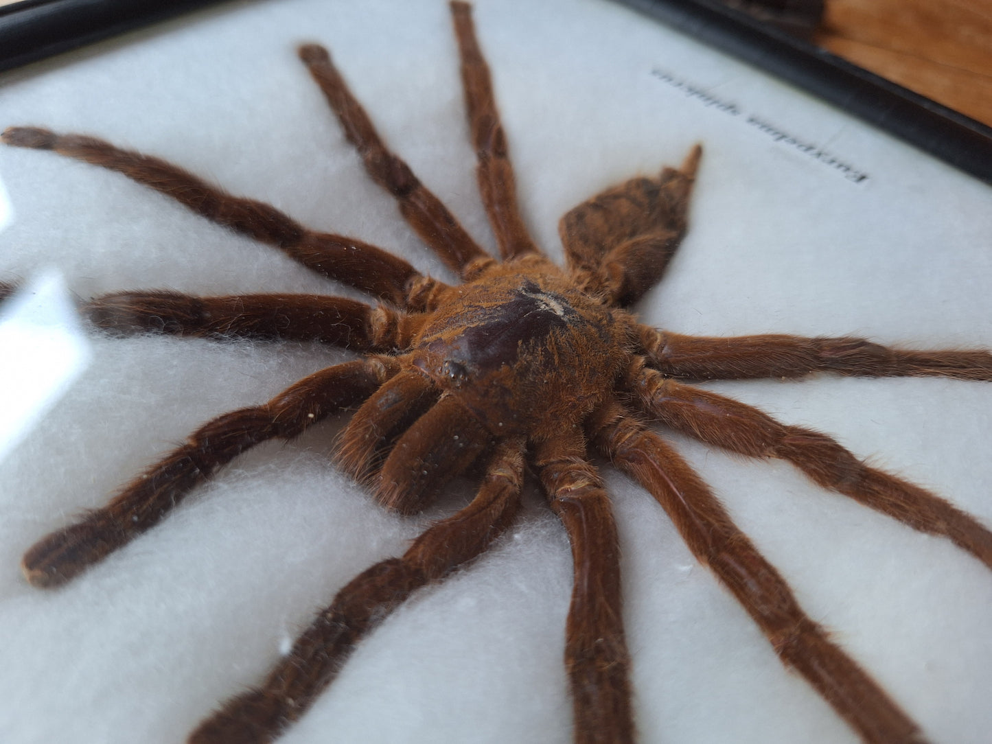 Tarantula taxidermy, framed