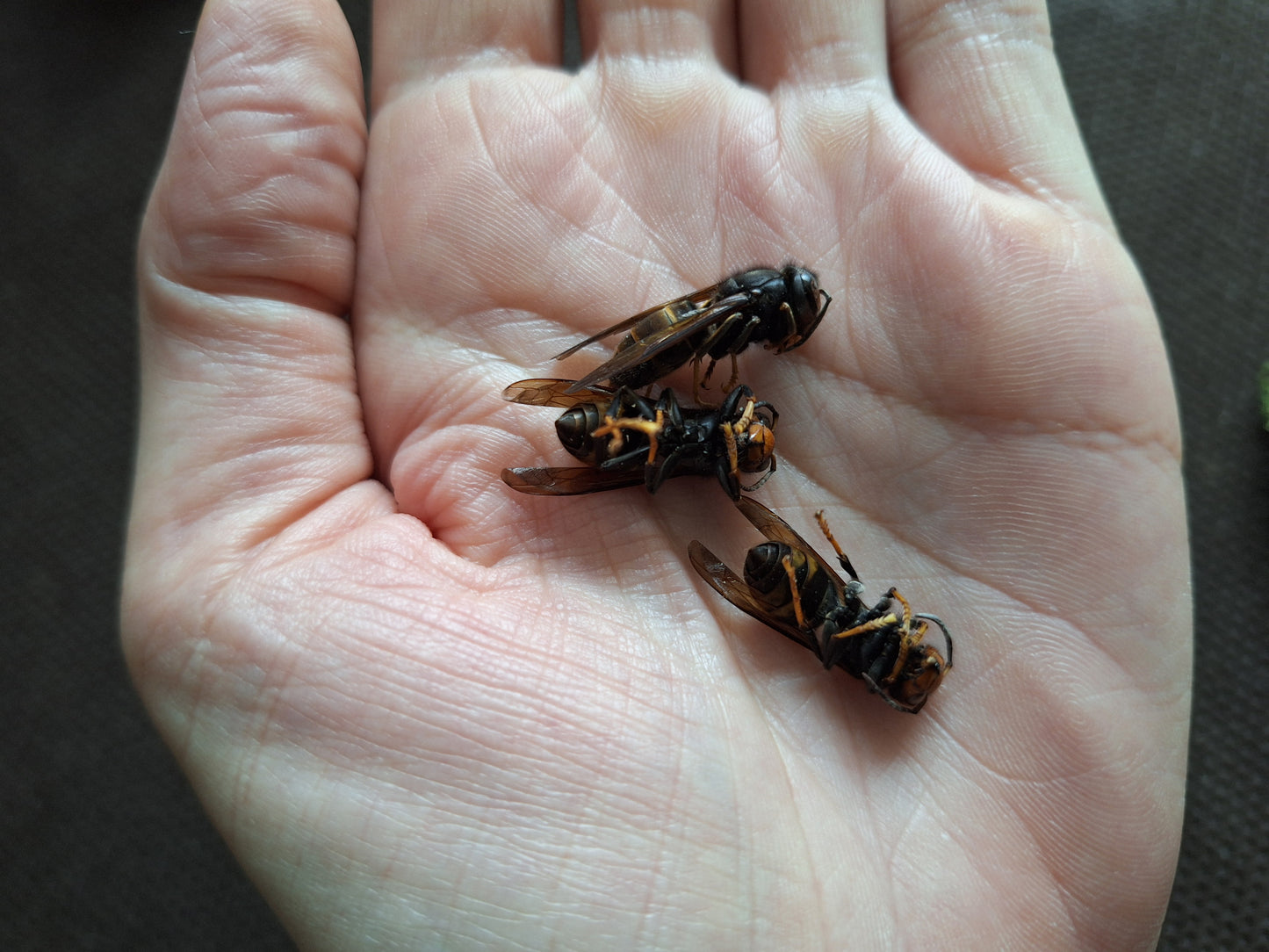 Hornet in bottle