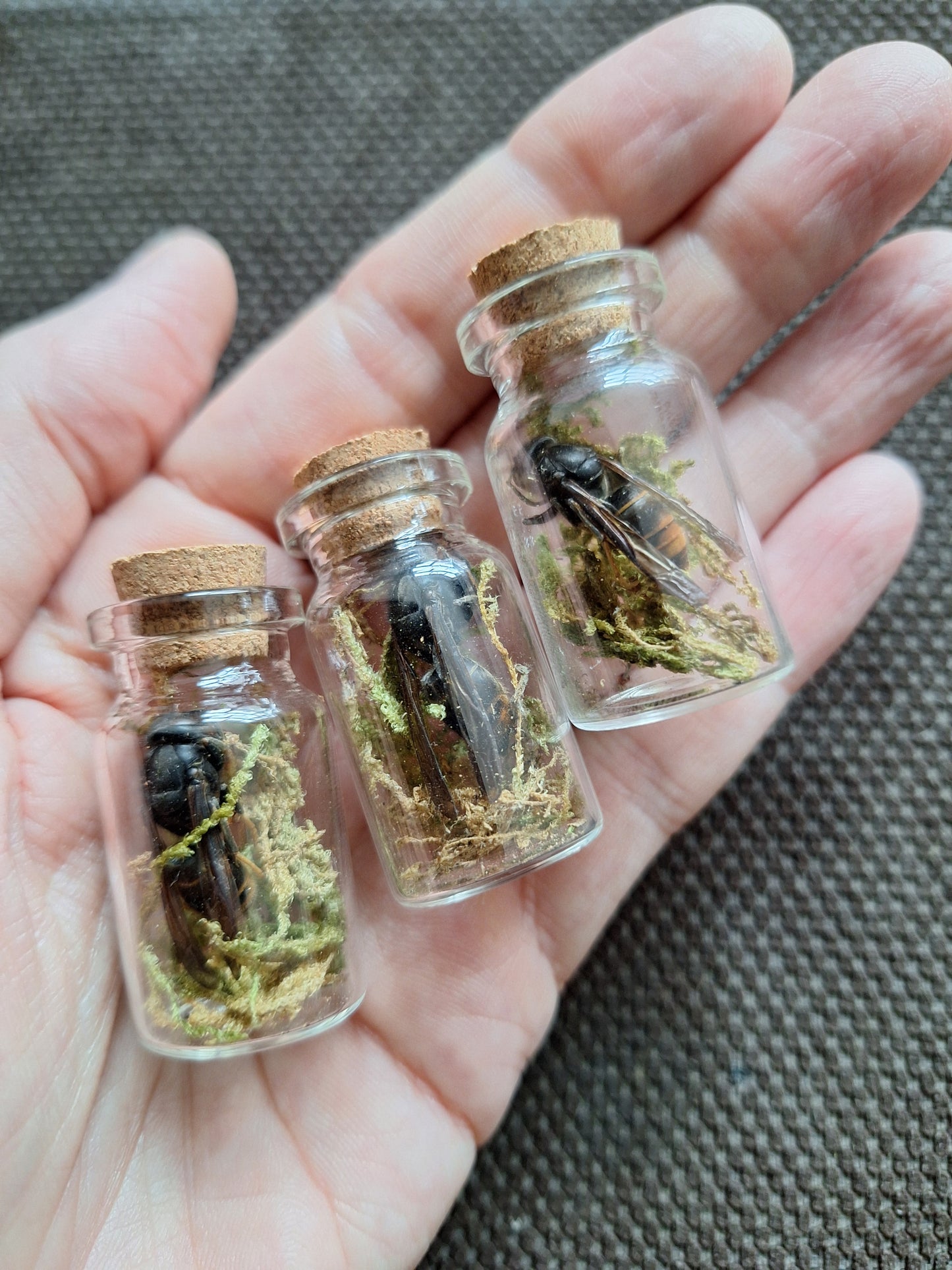 Hornet in bottle