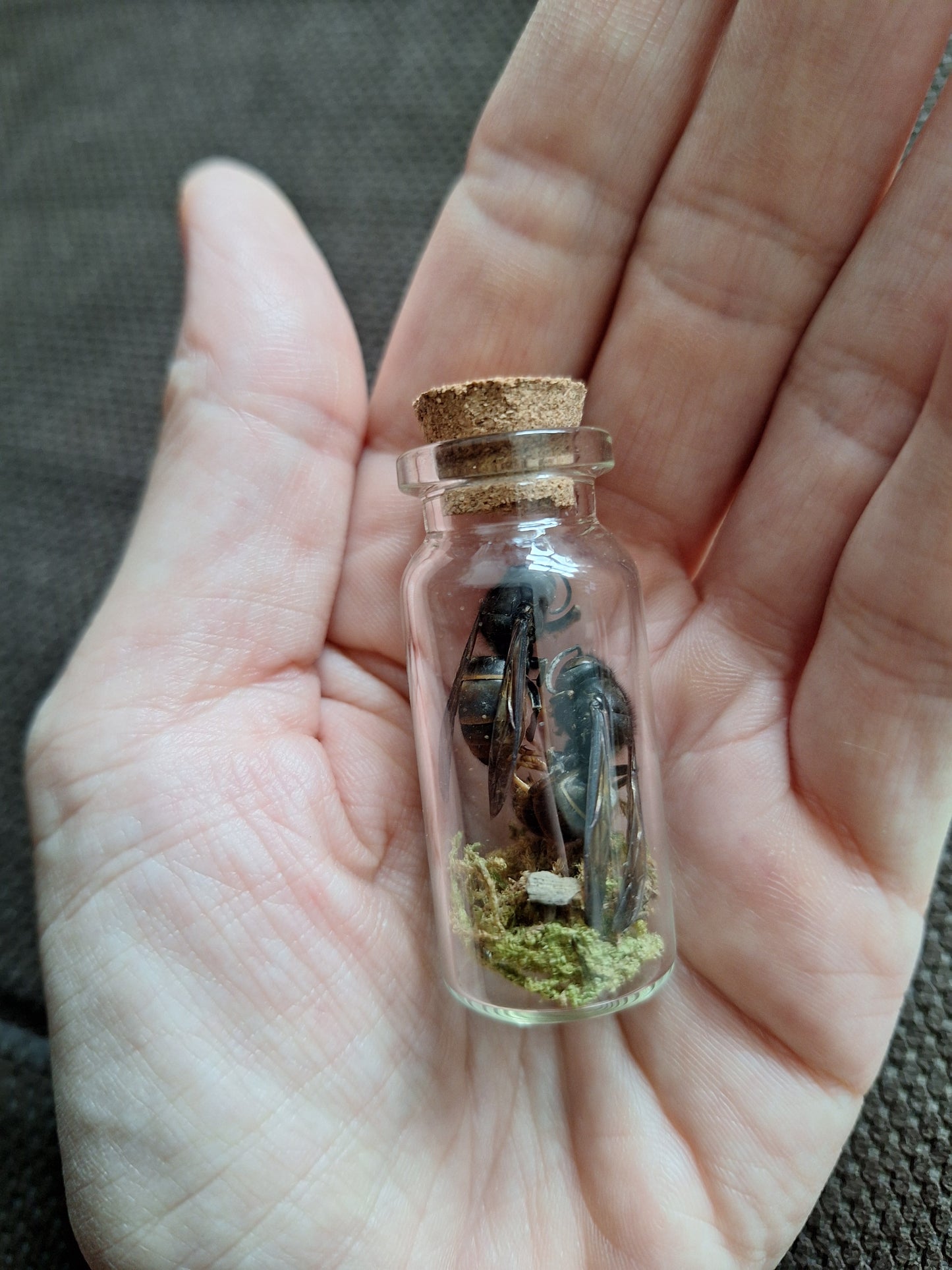 Hornet in bottle