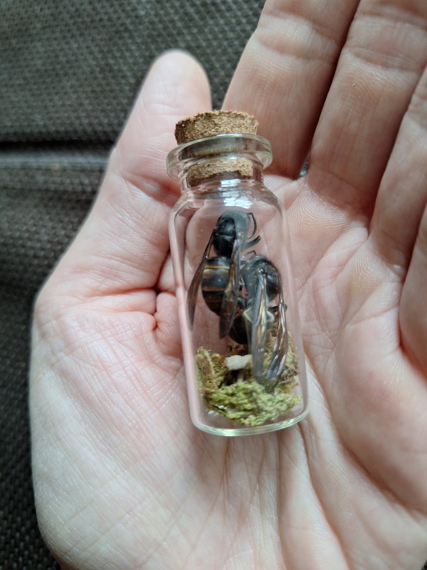 Hornet in bottle