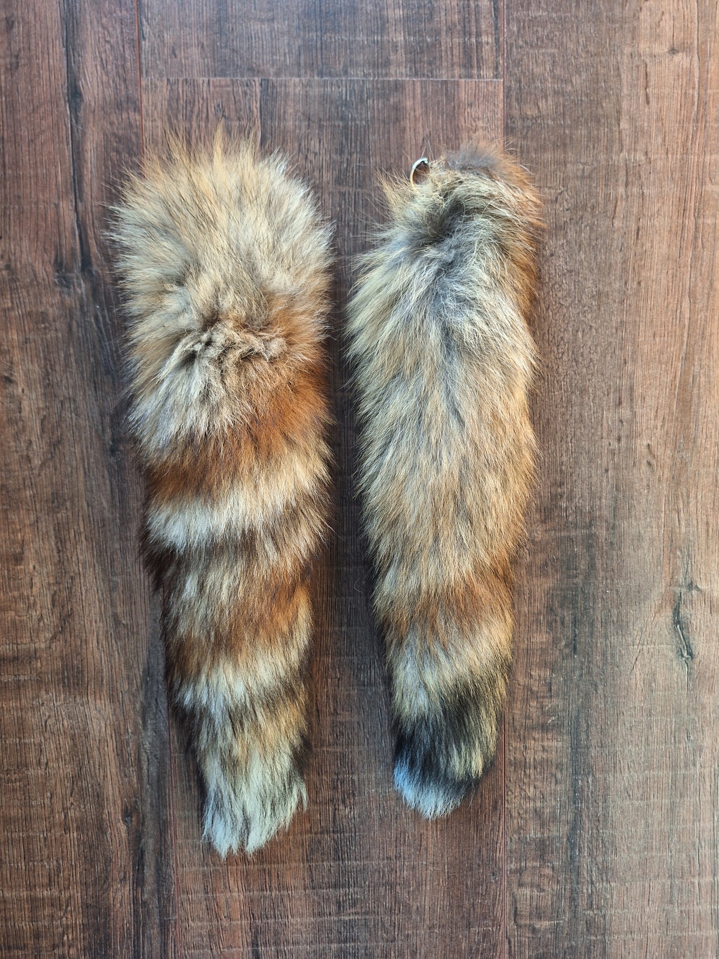 Red fox tails