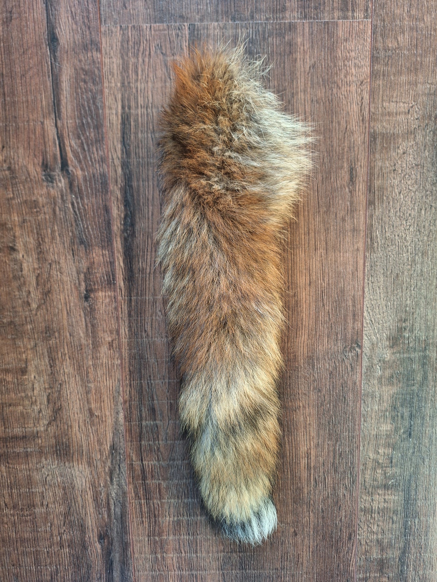 Red fox tails