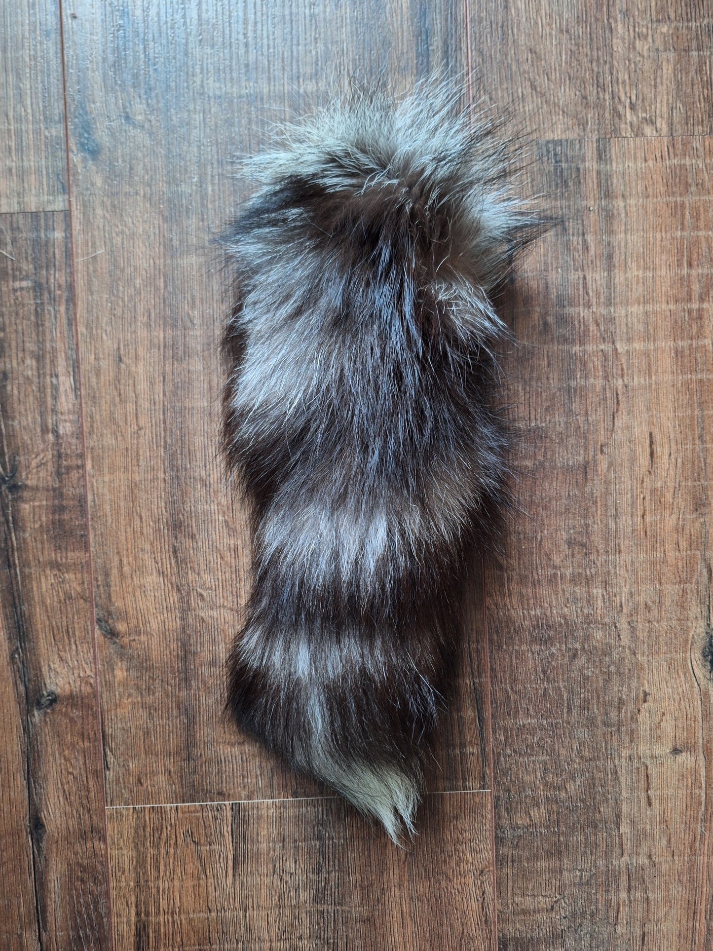 Silver fox tail