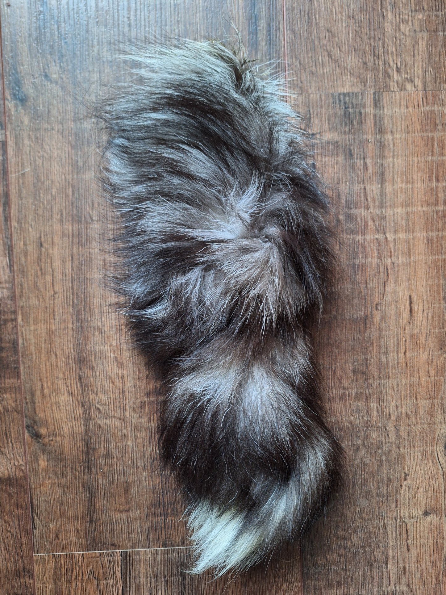 Silver fox tail