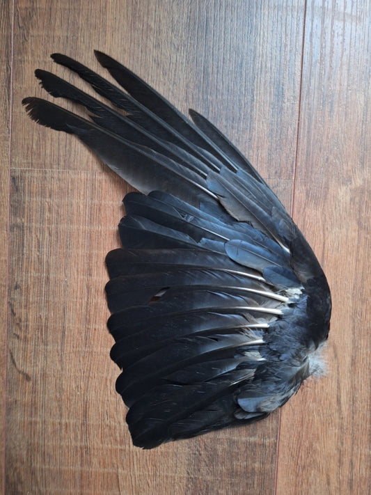 Crow single wing #31, B-quality