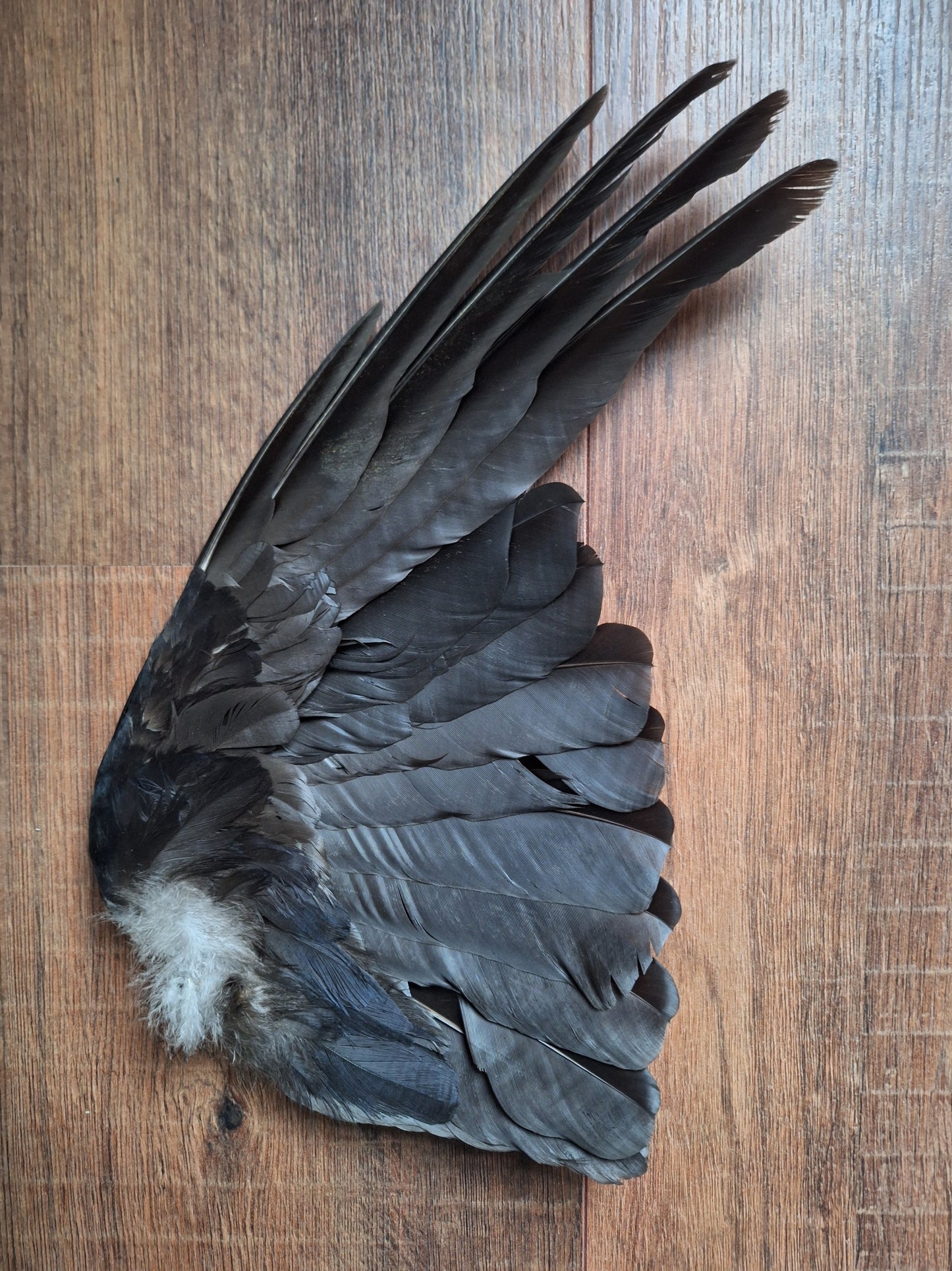 Crow single wing #31, B-quality