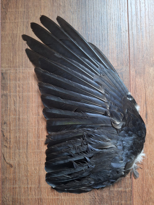 Crow single wing #33