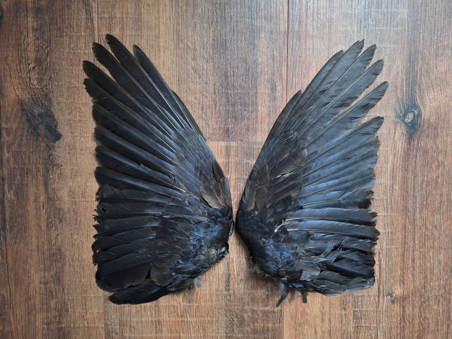 Crow set of wings #22