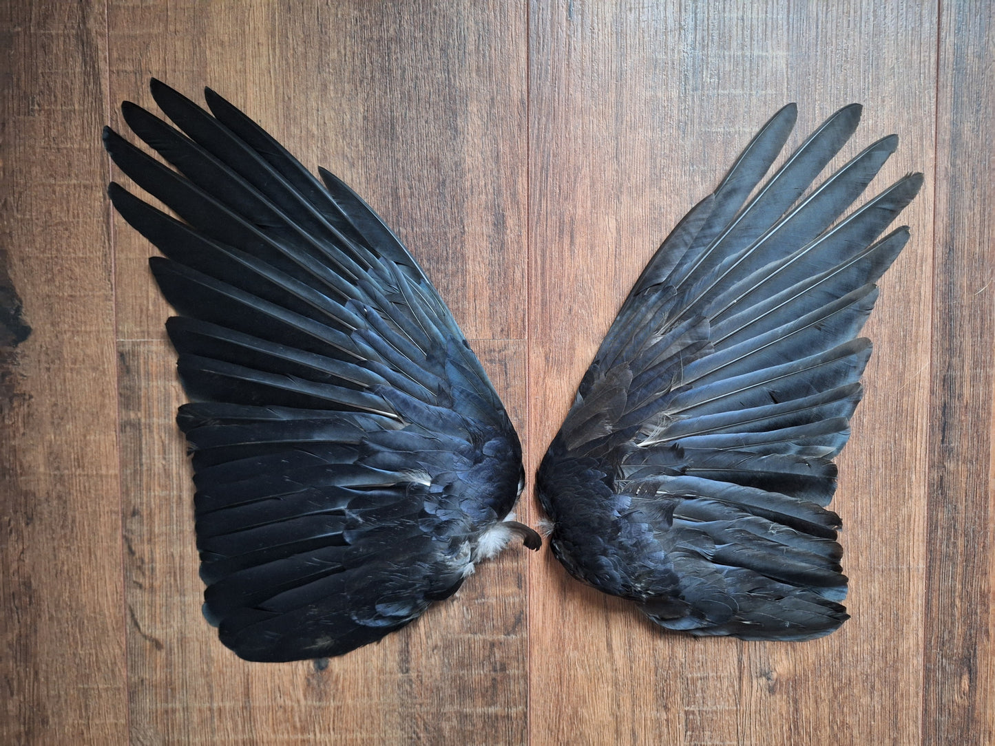 Crow set of wings #23