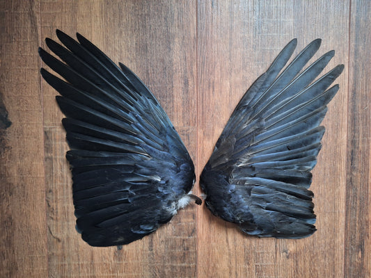 Crow set of wings #23